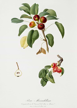 Pomona Italiana 1839HQOrig