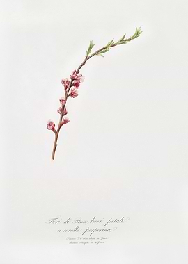 Peach Blossom Prunus Persi