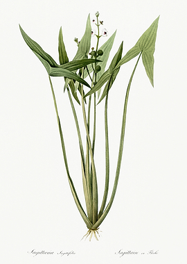 Les Liliacees 1805 HQ Orig