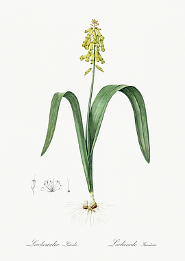 Les Liliacees 1805 HQ Orig