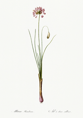 Les Liliacees 1805 HQ Orig