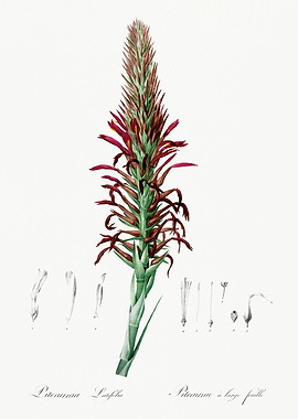 Les Liliacees 1805 HQ Orig