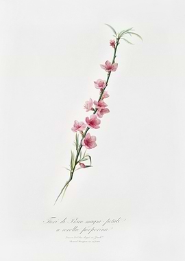 Peach Blossoms Prunus Pers