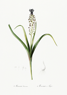 Les Liliacees 1805 HQ Orig