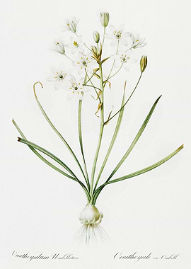 Les Liliacees 1805 HQ Orig