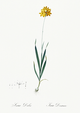 Les Liliacees 1805 HQ Orig