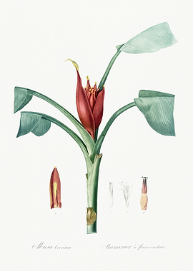 Les Liliacees 1805 HQ Orig