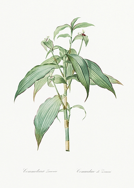 Les Liliacees 1805 HQ Orig