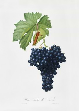 Fuella Grapes Vitis Vinife