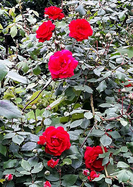 Red roses bush