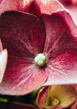 Hortensia Flower