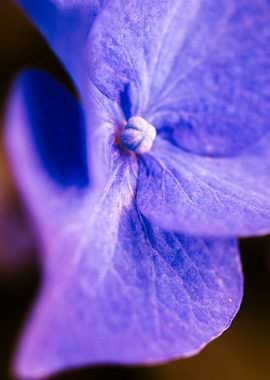 Purple Hortensia
