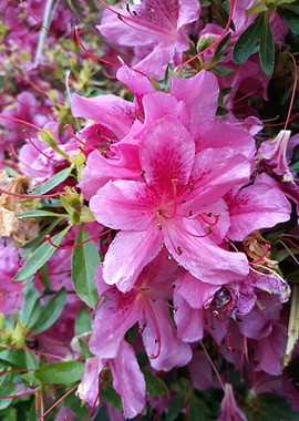 Pink azalea