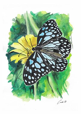 Butterfly4
