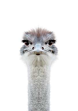 cute ostrich face