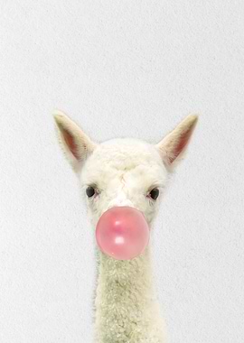 Sheep baby eating gum