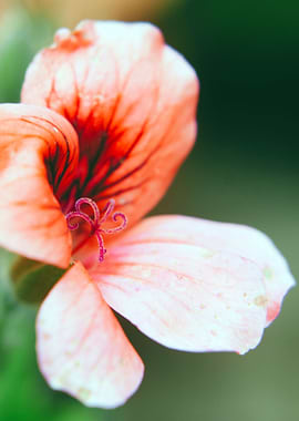 Red Swirly Flower