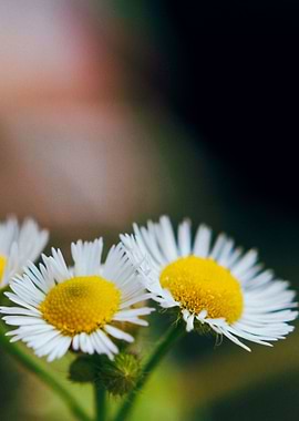 Twin Daisies