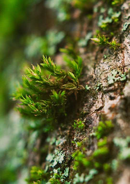 Tree Moss