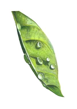 Water drops on the leaf