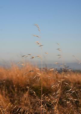 Wild Grass I