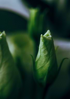 The Name of the Rose