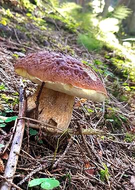 forest mushroom