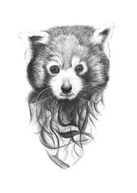 Red Panda