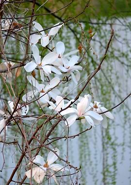 White Magnolia