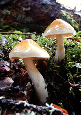 forest mushrooms