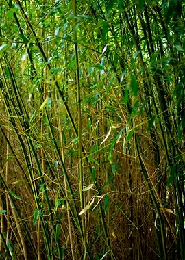 Bamboo Forest