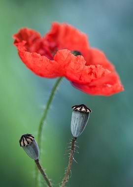 Poppies