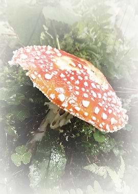 mushrooms a soft touch