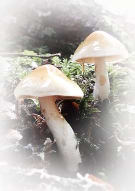 mushrooms a soft touch