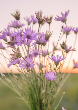 sunset flowers