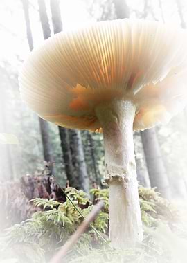 mushrooms a soft touch