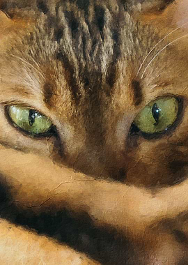 Cat amazing green eyes