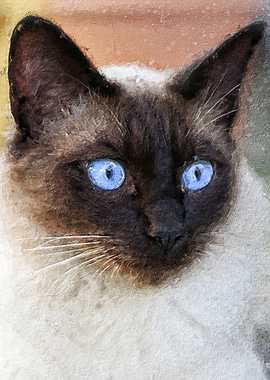 Siamese cat blue eyes