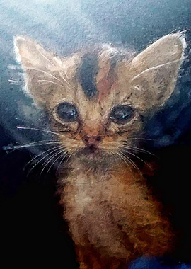 Kitten wattery eyes tears