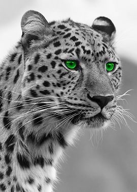Cheetah with green eyes
