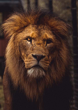 lion