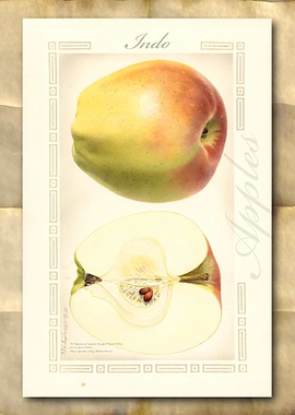 Vintage watercolor apple