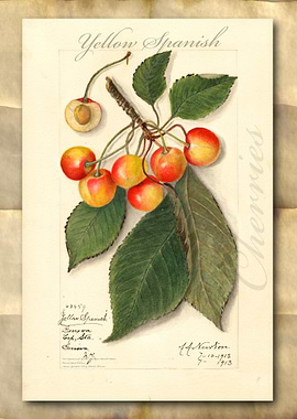 Vintage watercolor cherry