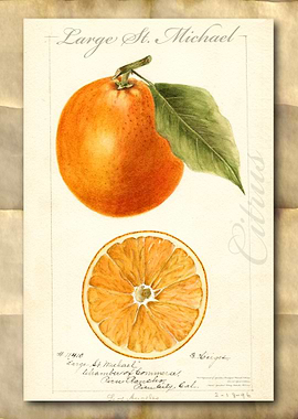 Vintage watercolor orange