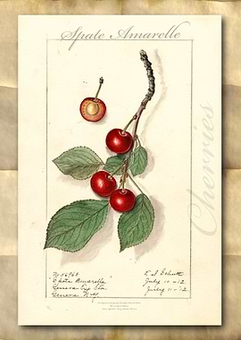 Vintage watercolor cherry