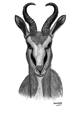 The Springbok