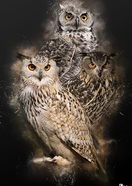 OWLS