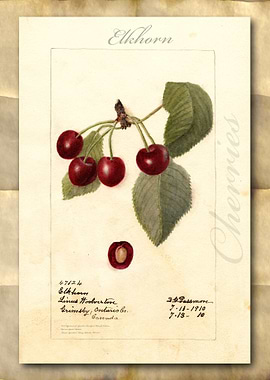 Vintage watercolor cherry