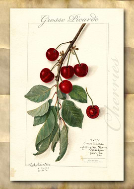 Vintage watercolor cherry