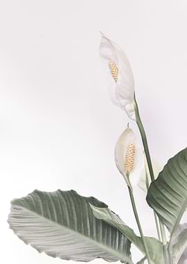 Peace Lily